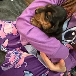 Brownie - Black and tan female Dachshund puppy in St Johns, Arizona from Glamorous Doxies