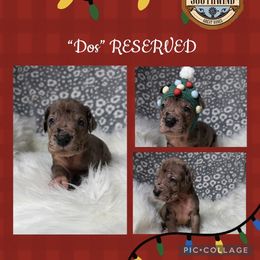 Dos - Merle male Great Dane puppy in White City, Kansas from Southwind Great Danes