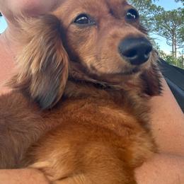 Ruby - Dachshund