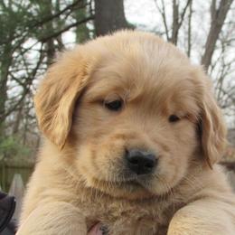 Collie and Golden Retriever Puppies from Clearvu Kennels