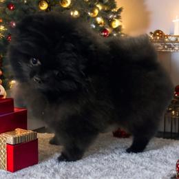 Diamond - Pomeranian