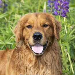 Obie  - Golden Retriever