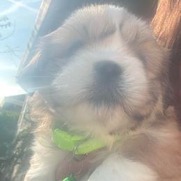 Akc boy 1 - Red gold male Lhasa Apso puppy in Chico, California from Lhasa Apsos of northern Ca . Biewer terriers of northern California