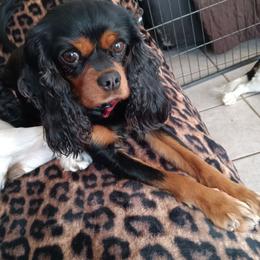 Cavalier King Charles Spaniel puppies from Mina's Spaniel