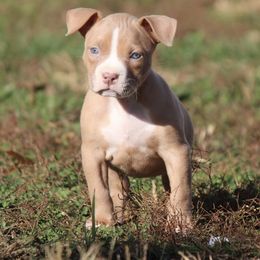Solaris - Lilac American Bully puppy in Kentucky from Cadmium Kennels