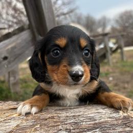 Mountie-AKC - Black and tan male Dachshund puppy in Marshfield, Missouri from Hilltop Kennel LLC