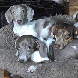 Dachshund All Grown Up from Laura Gibbs