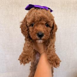 Coco - Red  female Goldendoodle puppy in Sacramento, California from GoldenDoodle Love