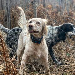 Llewellin Setters from Paint River Llewellins