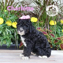 Charlotte - Tri-color female Bernedoodle puppy in Heyworth, Illinois from Cobble Creek Puppies