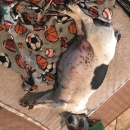 Teddy Roosevelt Terrier Puppies from Bridges Okie Kennel