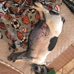 Teddy Roosevelt Terrier Puppies from Bridges Okie Kennel