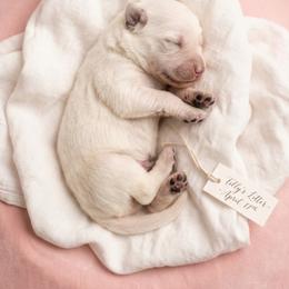 Daisy - Cream female Goldendoodle puppy in Clifton, Arizona from Denim & Doodles