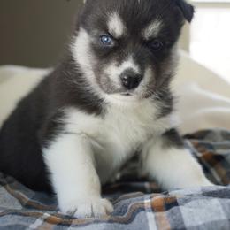 Enya - Black and white female Siberian Husky puppy in Wiscasset, Maine from Running with Huskies
