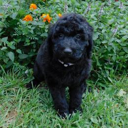 Percilla - Black female Sheepadoodle puppy in Owensville, Missouri from Oak Valley Kennels