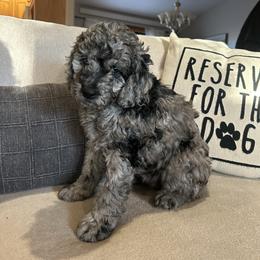 Aurora - female Golden Mountain Doodle puppy in Powell, Wyoming from Doodles of Joy