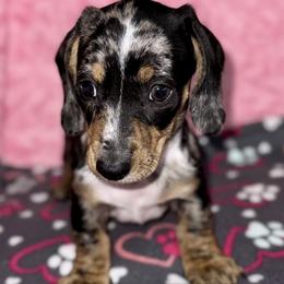 Boy 3 - Dapple male Dachshund puppy in Fredonia, Arizona from Desert Horizon Dachshunds