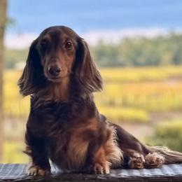 Tatiana - Dachshund