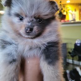 Pomeranian Puppies from Potomac Pomeranians