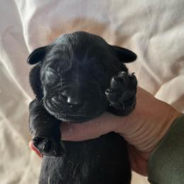 Black male - Black male Labrador Retriever puppy in Isanti, Minnesota from Four Corners Family Labs