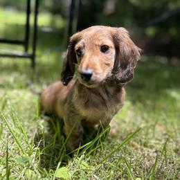 Dachshund Puppies from The long dogs of indiana
