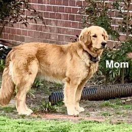 Ilah - Golden Retriever