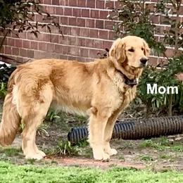Ilah - Golden Retriever
