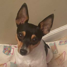 Mani - Toy Fox Terrier