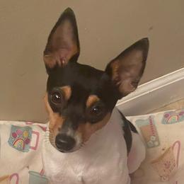Mani - Toy Fox Terrier