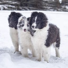 Shetland Sheepdogs from Slider