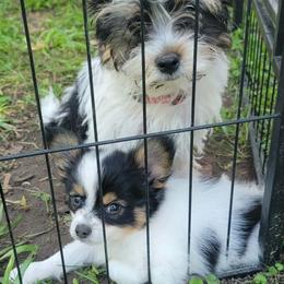 Gator - Papillon