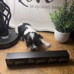 Morkie, Shorkie, Yorkipoo, and Yorkshire Terrier Puppies from Southern Charn Precious Paws