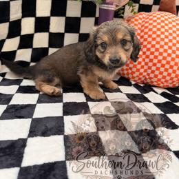 Shadow - Cream male Dachshund puppy in Winder, Georgia from Southern Drawl Dachshunds