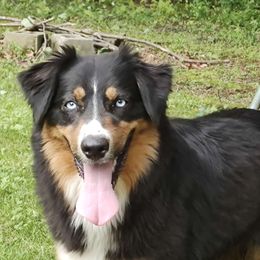 Peppermint - Australian Shepherd