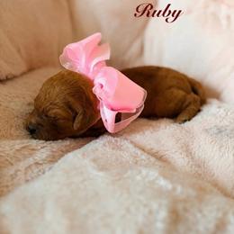Ruby - Red  female Goldendoodle puppy in Noblesville, Indiana from R and H Doodles