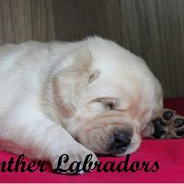 Labrador Retriever Puppies from Günther Labradors