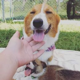 Pembroke Welsh Corgi Puppies from Milton Corgis