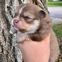 Ethan - Chocolate sable male Pomeranian puppy in Springfield, Missouri from Hope Mountain Pomeranians