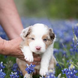Peach pie - Red merle female Miniature American Shepherd puppy in Groesbeck, Texas from Epic Miniature American Shepherds