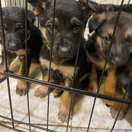 German Shepherd Puppies from Dady Shepherds