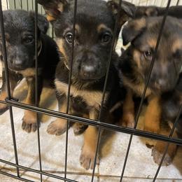 German Shepherd Puppies from Dady Shepherds
