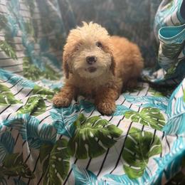 Pickles - Cream male Goldendoodle puppy in Willits, California from Big Island Goldendoodles