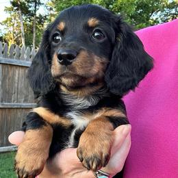 Blossom - Black and tan female Dachshund puppy in Perkins, Oklahoma from 4B Dachshunds
