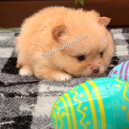 Elanor - Cream female Pomeranian puppy in Boca Raton, Florida from Poms of The Shire