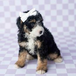 Rusti - Tri-color female Bernedoodle puppy in Lititz, Pennsylvania from Sleepy Hollow Acres