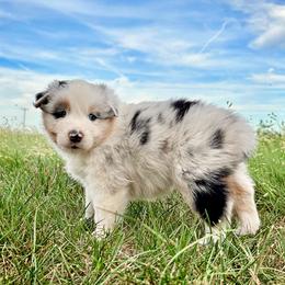 Sara - Blue merle female Australian Shepherd puppy in Wauneta, Nebraska from 4H Aussies
