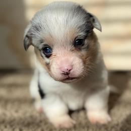 Male blue merle - White and black male Pembroke Welsh Corgi puppy in Glendale, Arizona from CorgiholicsAz