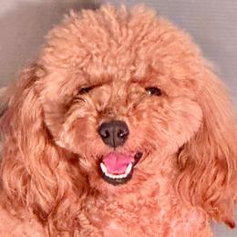 Paris - Goldendoodle