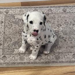 Dalmatian puppies from Hapi-Dal Dalmatians and Primetime Whippets