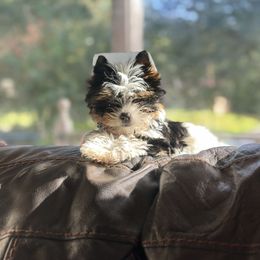 Ziva - Black tan and white female Biewer Terrier puppy in Greenwood, South Carolina from Sweet Southern Puppies